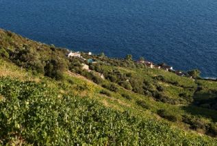 The Winegrowing Area of Pelješac