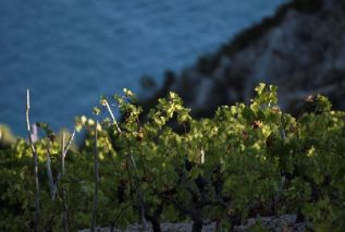 Weinbaugebiet von Pelješac